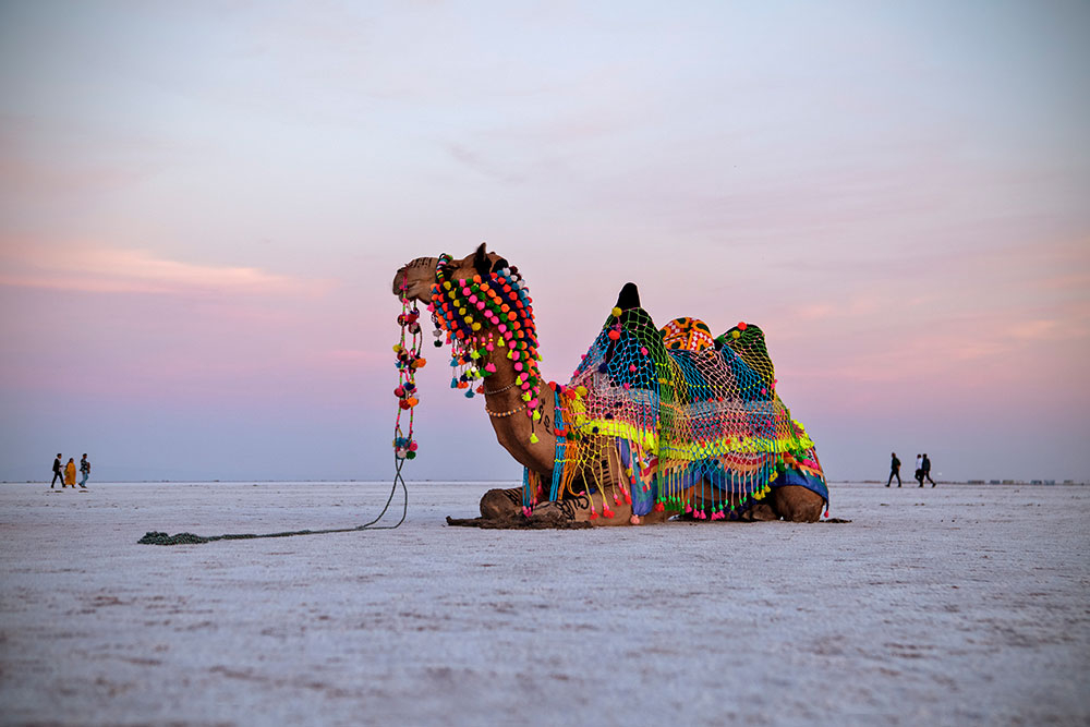 Rann of Kutch Tour